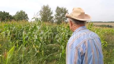 一位<strong>年迈</strong>的农民走在一片玉米地里检查她的情况。